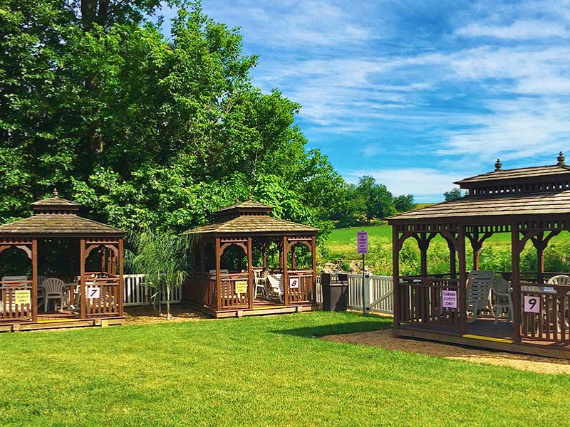 Tuft eating a carrot